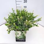 Euonymus fort. 'Harlequin'