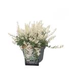 Euonymus fort. 'Harlequin'