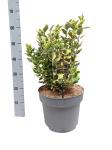 Euonymus jap. Marieke