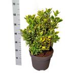 Euonymus jap. Marieke