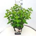 Hydrangea pan. 'Silver Dollar'
