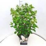 Hydrangea pan. 'Silver Dollar'