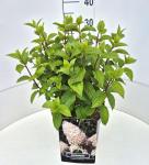 Hydrangea pan. 'Silver Dollar'