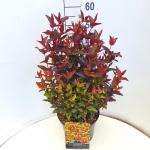 Hypericum Miracle Night