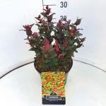 Hypericum Miracle Night