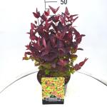 Hypericum Miracle Night