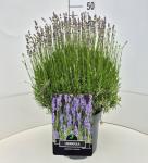 Lavandula ang. 'Munstead'