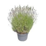 Lavandula ang. 'Munstead'