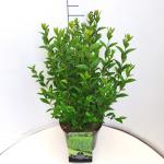 Ligustrum ovalifolium