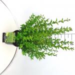 Ligustrum ovalifolium