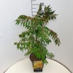 Rhus glabra 'Laciniata'