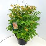 Sorbaria sorbif. 'Sem'