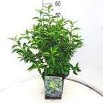 Prunus lusitanica 'Angustifolia'