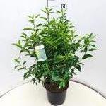 Prunus lusitanica 'Angustifolia'