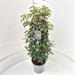 Prunus lusitanica 'Angustifolia'