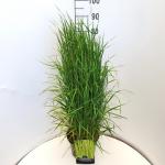 Calamagrostis acut. 'Karl Foerster'