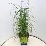 Calamagrostis acut. 'Karl Foerster'