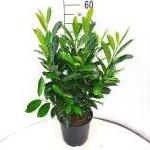 Prunus l. Elly