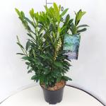 Prunus l. Elly