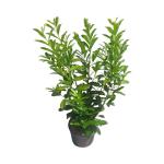 Prunus l. Elly