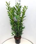 Prunus l. Elly