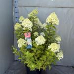 Hydrangea pan. 'Limelight'
