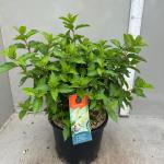 Hydrangea pan. 'Polar Bear'