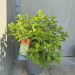 Hydrangea pan. 'Polar Bear'