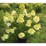Hydrangea pan. 'Polar Bear'