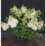 Hydrangea pan. 'Polar Bear'