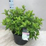 Hydrangea pan. Little Lime