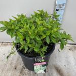 Hydrangea pan. Little Lime