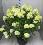 Hydrangea pan. Little Lime