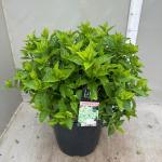 Hydrangea pan. Little Lime