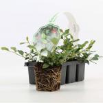 Cotoneaster dammeri
