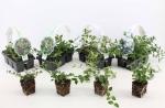Cotoneaster dammeri