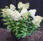 Hydrangea pan. Bobo