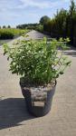 Hydrangea pan. Bobo