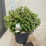Hydrangea pan. Bobo