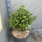 Hydrangea pan. Bobo