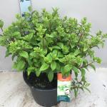 Hydrangea pan. Diamantino