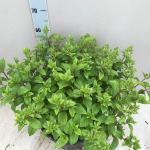 Hydrangea pan. Diamantino