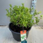 Hydrangea pan. Diamantino