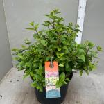 Hydrangea pan. Diamantino