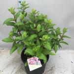 Hydrangea pan. Pinky Winky