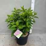 Hydrangea pan. Pinky Winky