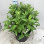 Hydrangea pan. Pinky Winky