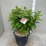 Hydrangea pan. Pinky Winky