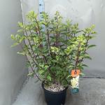 Hydrangea pan. Vanille-Fraise