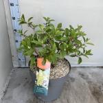 Hydrangea pan. Vanille-Fraise